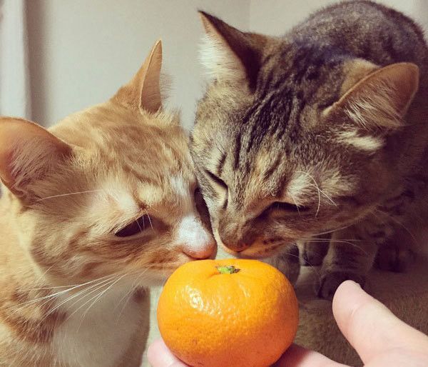 くんくんする猫