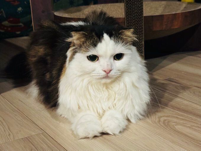 4才のスコティッシュフォールド