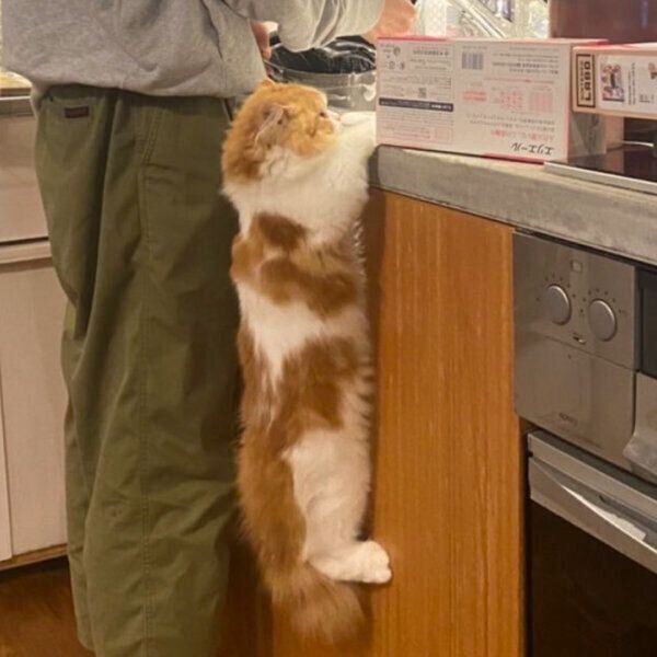 キッチンのシンクにぶらさがるノワくん