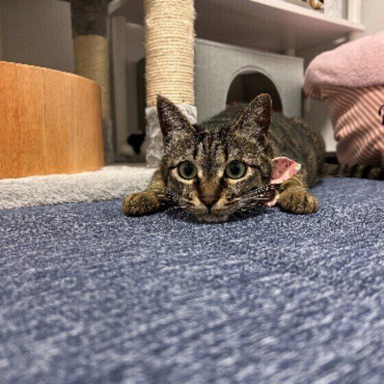 伏せるアポロちゃん（MIX）