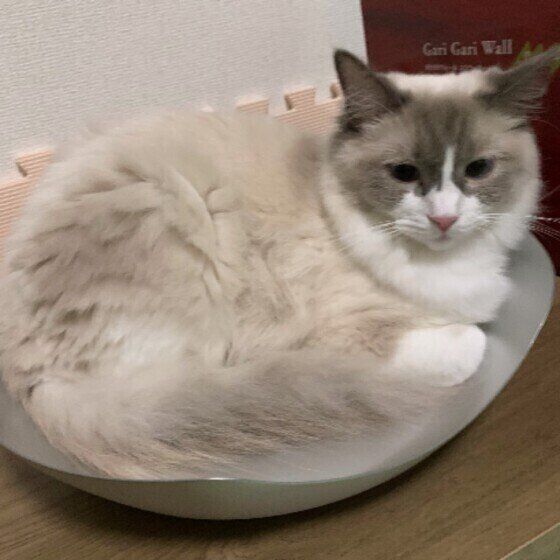 くつろぐラグドール