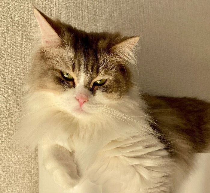 ごはんの催促をするみぬ太郎くん