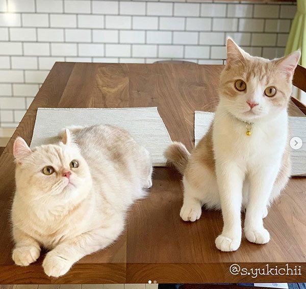 寄り添うアメリカンカールとスコティッシュフォールド