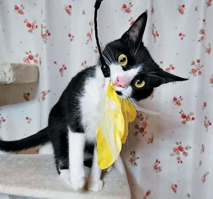 新しいおもちゃをくわえる猫