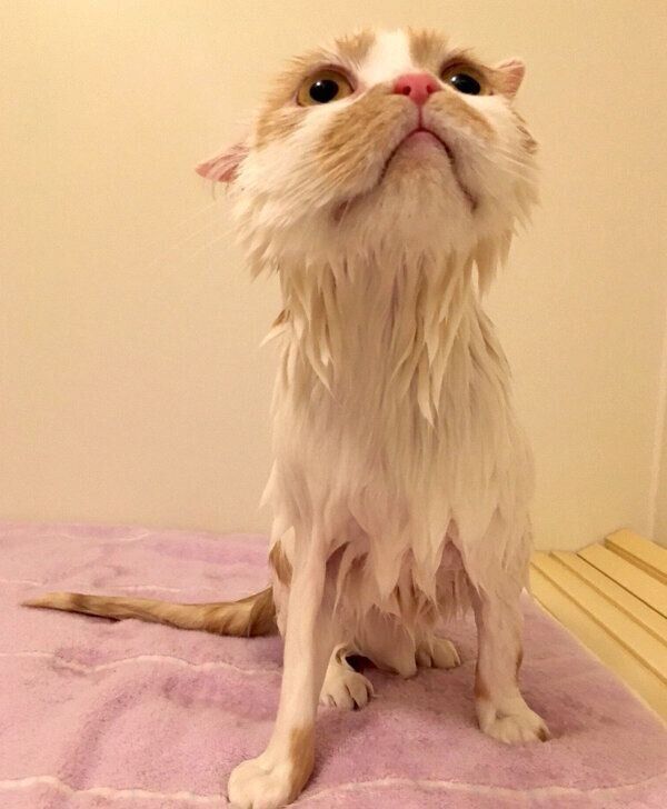 シャンプーをしてもらうホイちゃん