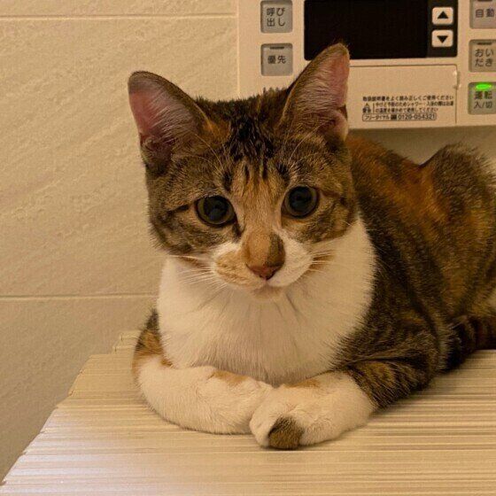 お風呂場でまったりするMix猫