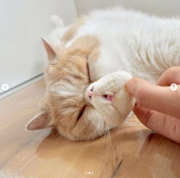 猫柄マズルの猫ヒゲホルダー