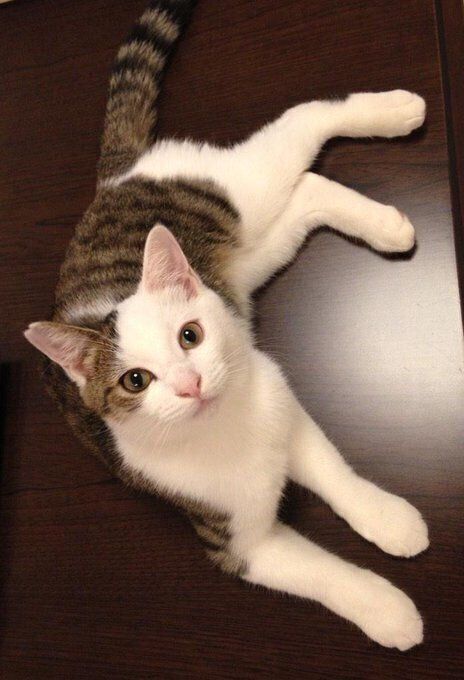 お迎えした当時の金四郎くん