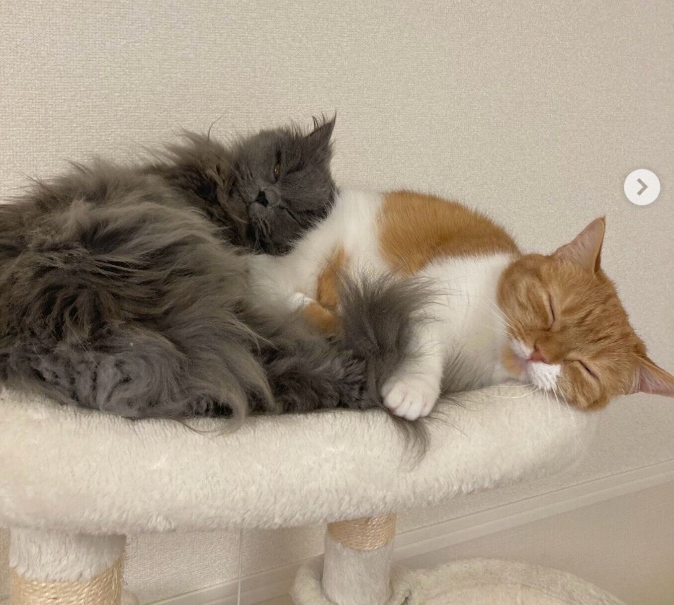 くっついて眠るウニちゃん、アオくん