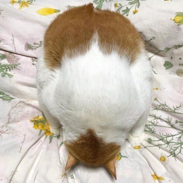 未確認生物になったニャンコ