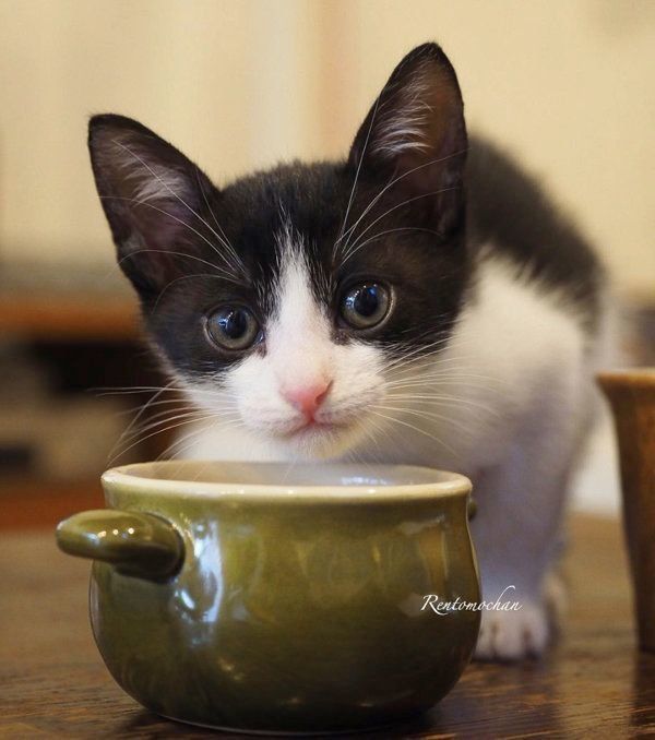 元保護猫だった武蔵くん