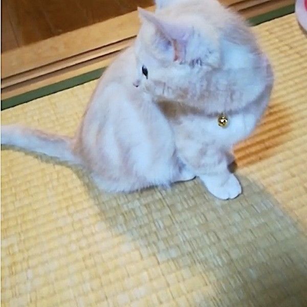 首輪が気になるニャンコ