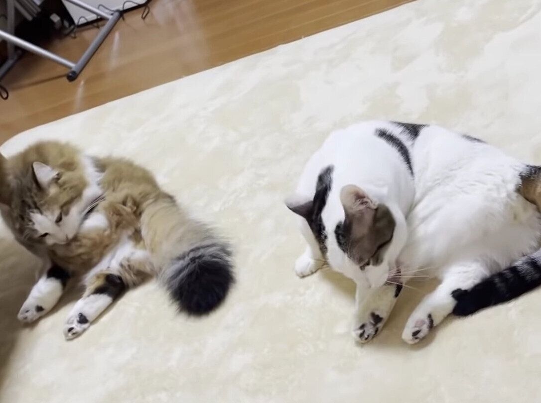 シンクロする猫