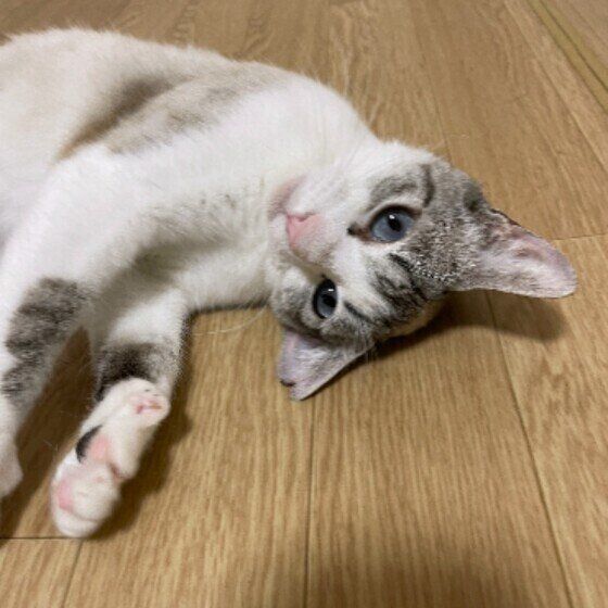 甘えているあおちゃん