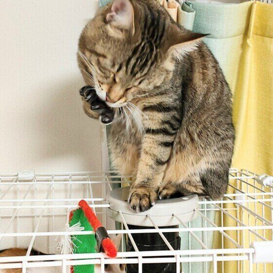 気持ちを落ち着かせている？キジトラのこたろー君