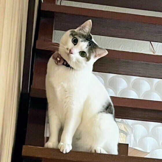 首をかしげるしおまめちゃん