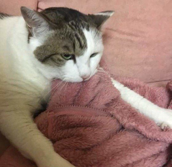 フミフミチュパチュパする猫