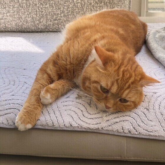 だらだらするスコティッシュフォールド（オス）