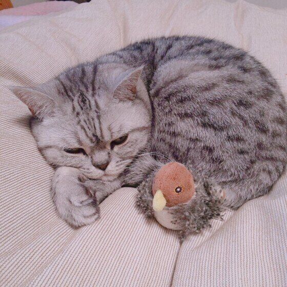 人形と寝るプリティッシュショートヘア