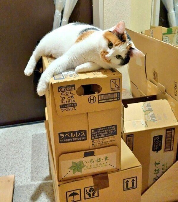 玄関でくつろぐみこちゃん