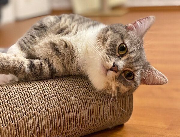 くつろぐトロロこんぶちゃん