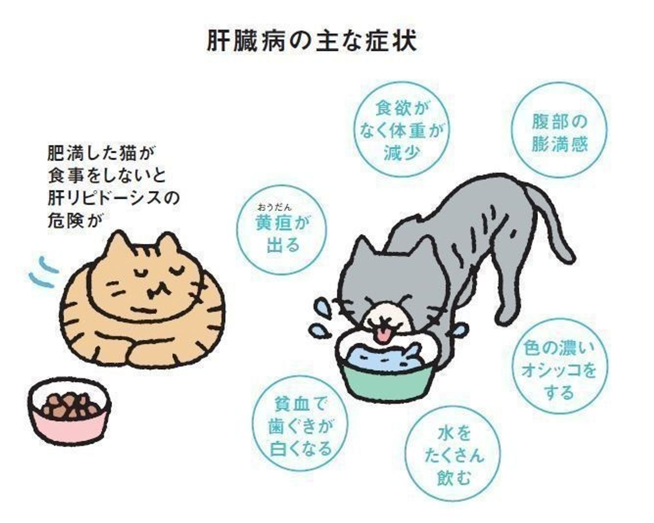 猫の肝臓病 原因と対策 食事療法 ねこのきもちweb Magazine 猫の肝臓病 原因と対策 食事療法 ねこのきもちweb Magazine