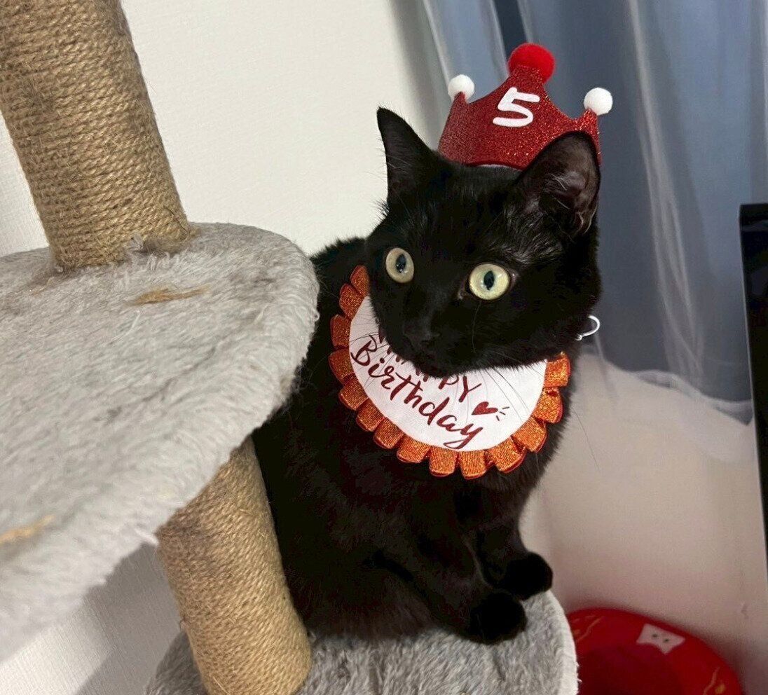 5才になったぷにゃちゃん