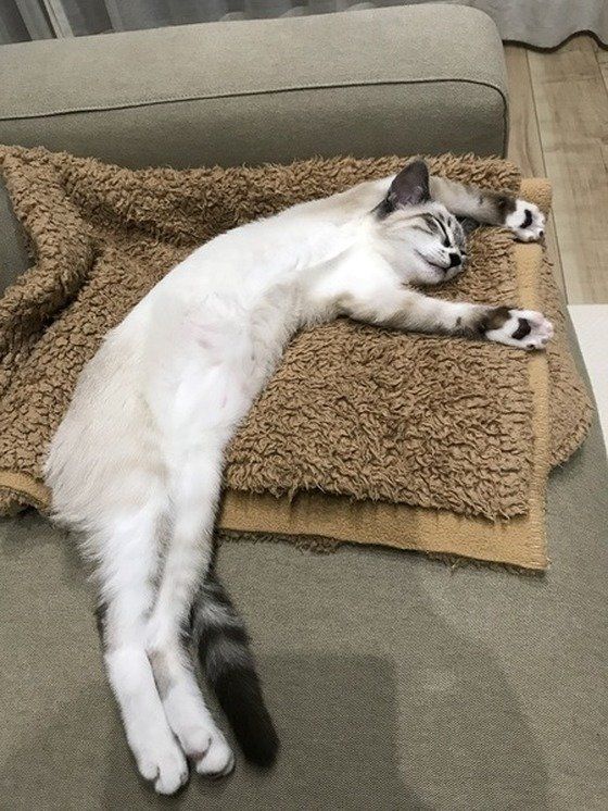 毛布でへそ天する猫