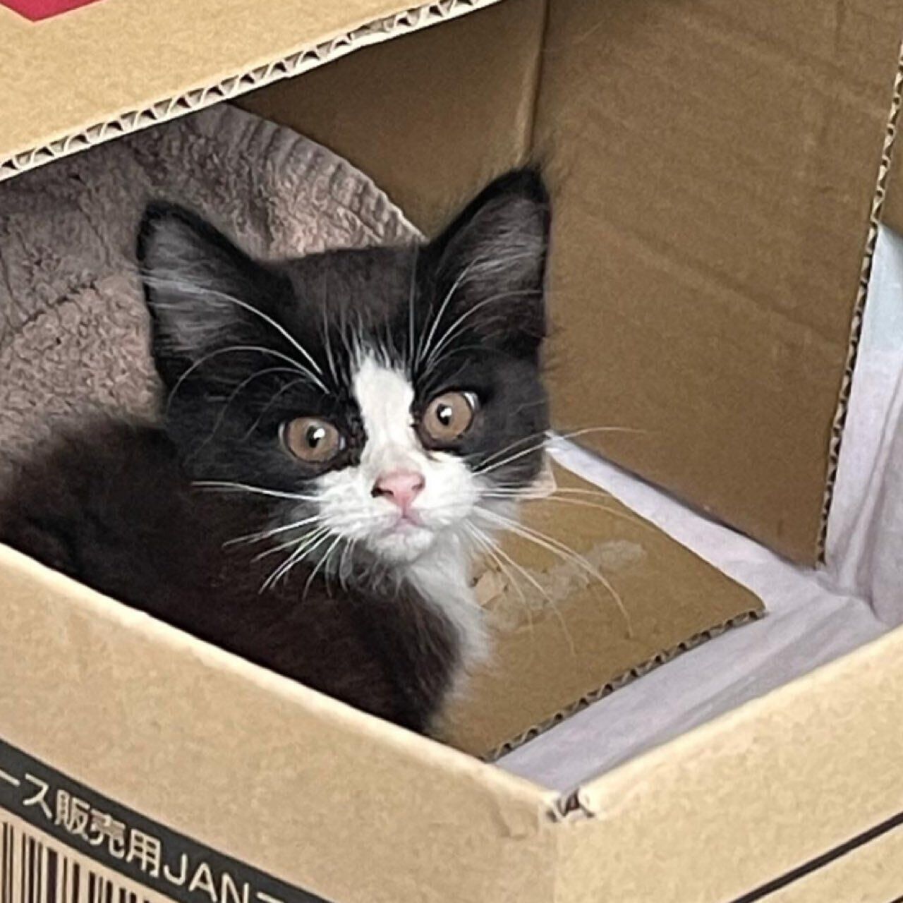 子猫時代のテンくん　幼い表情がかわいい