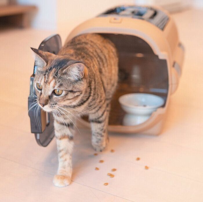 キャリーケースから出てくる猫