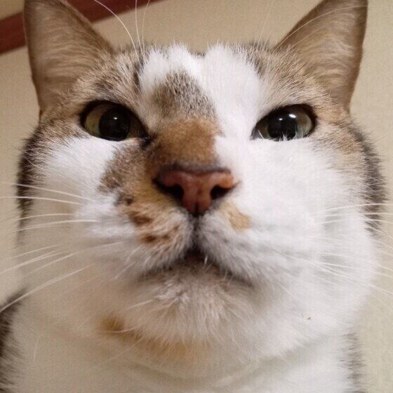 MIXキジトラのにじおくん