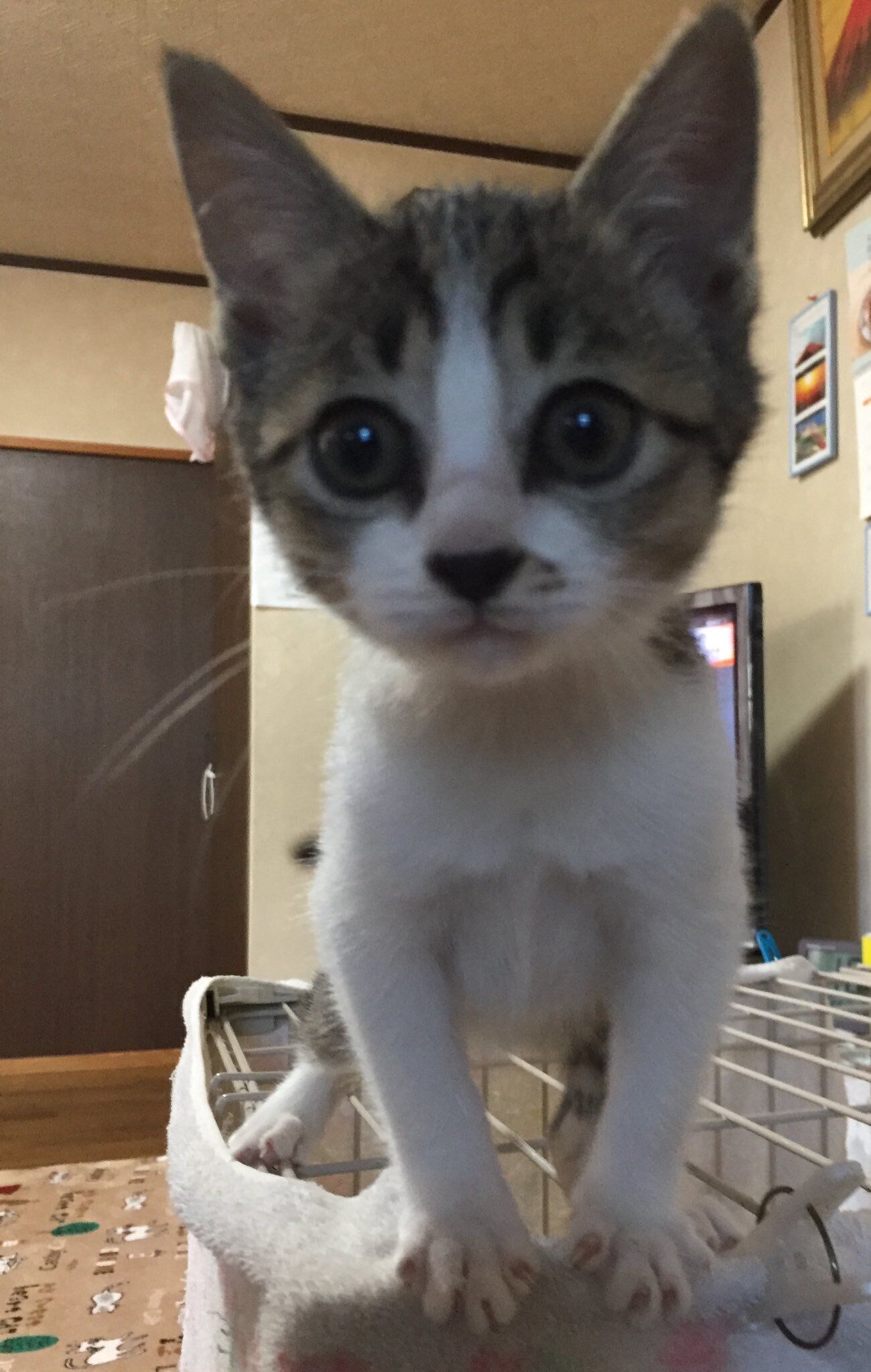 生後1カ月のころの子猫