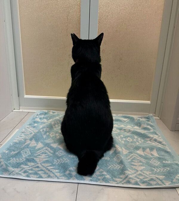お風呂場のドアの前で待つちょびくん