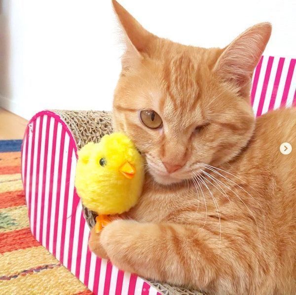 元保護猫・みちるちゃん