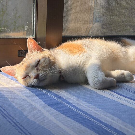 ひなたぼっこをするスコティッシュフォールド