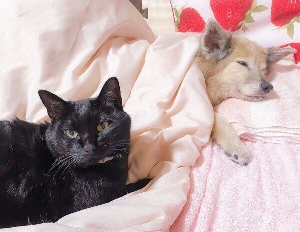 野良猫姫ページ 小屋で4匹の子猫を産んだ野良の母猫 保護から7年、「心を許した