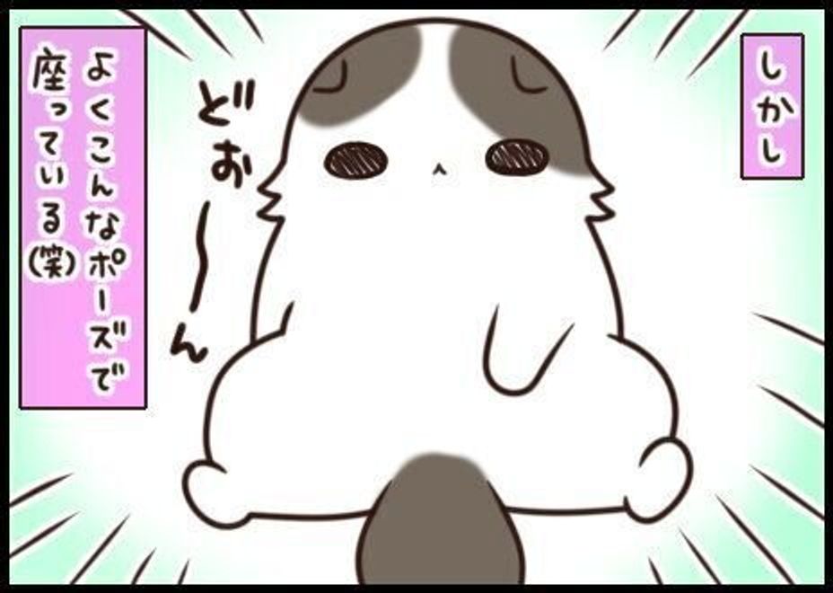 キリッとイケ猫なのに ぽよんぽよんなお腹 このギャップに萌え 連載 もふもふスコたん 178 ねこのきもちweb Magazine