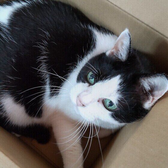 ダンボールに入る小狼くん（MIX）