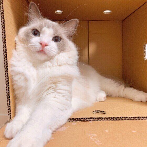 ダンボールの中に入るラグドール