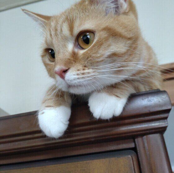 マンチカンのたまもちゃん♪