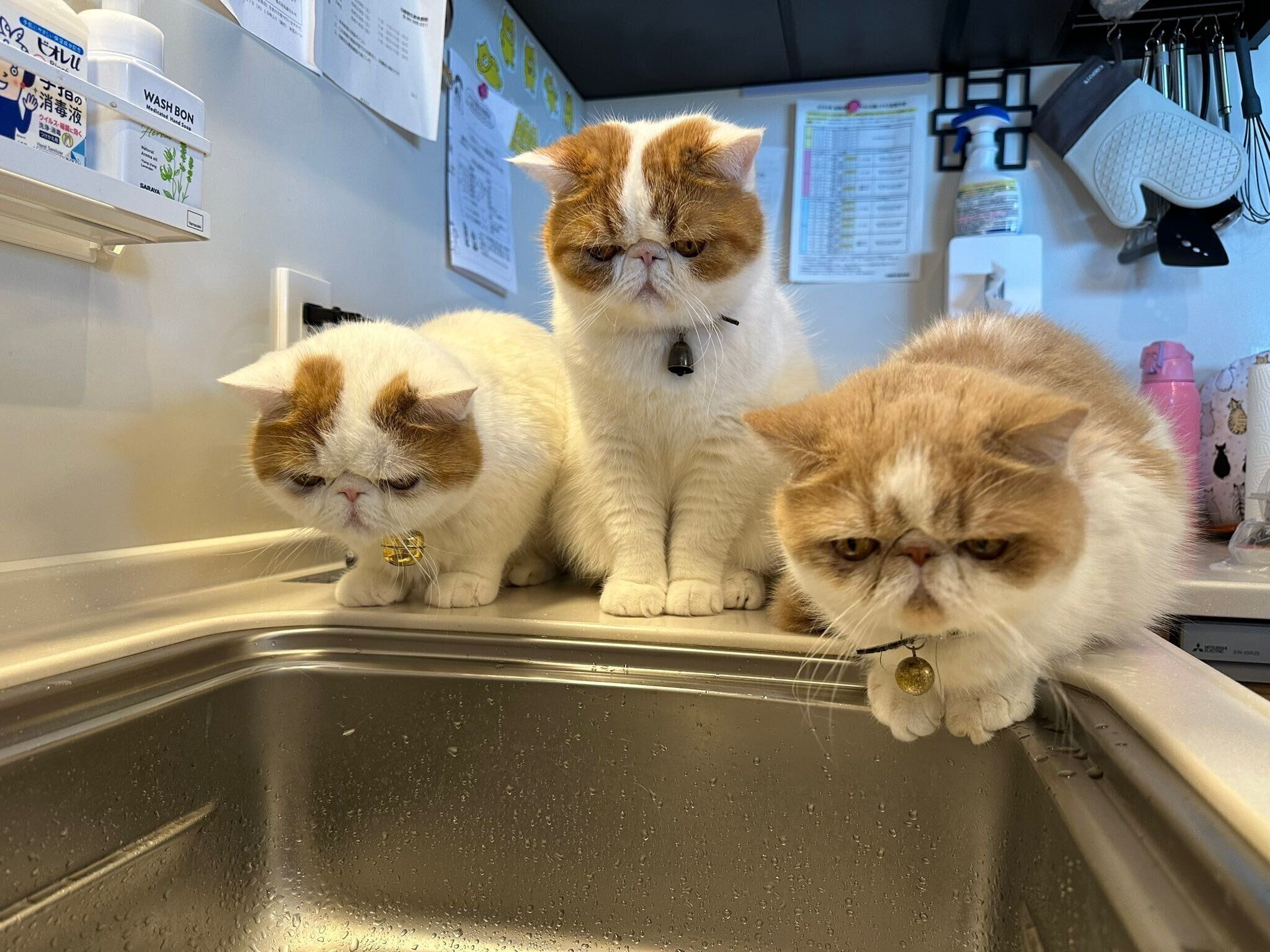 キッチンに集まる猫たち