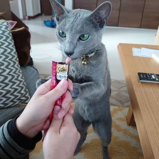 おやつを食べるロシアンブルー