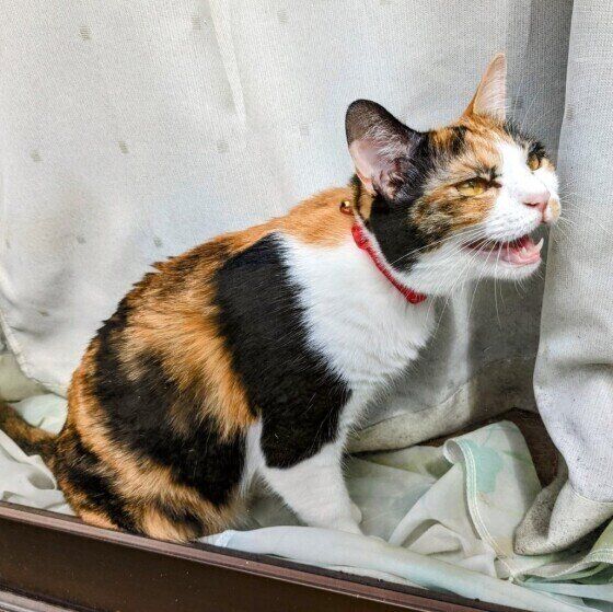 飼い主さんに向かって鳴くMIXミケ