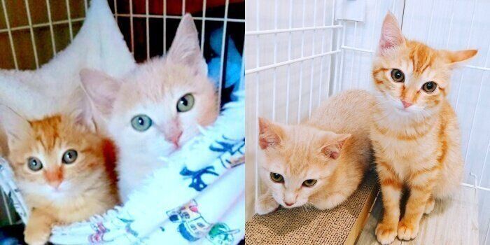 （写真左）お迎え前のチロルちゃん（左）とチェルシーちゃん、（写真右）お迎え後のチェルシーちゃん（左）とチロルちゃん