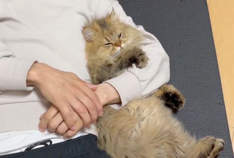 飼い主さんの腕の中でふみふみする天くん