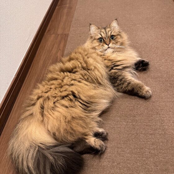 ペルシャのDownyくん