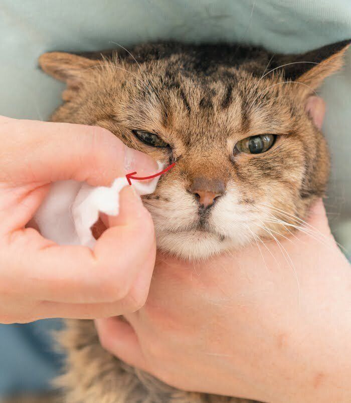 目もとのお手入れをする猫