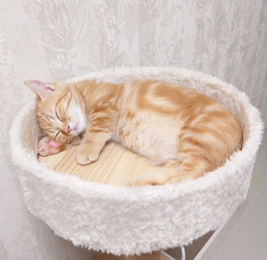 生後4カ月のマンチカン