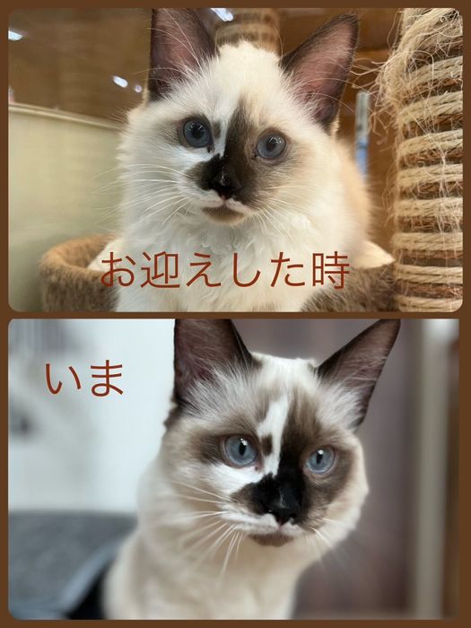 ほたるちゃんの成長ビフォーアフター写真