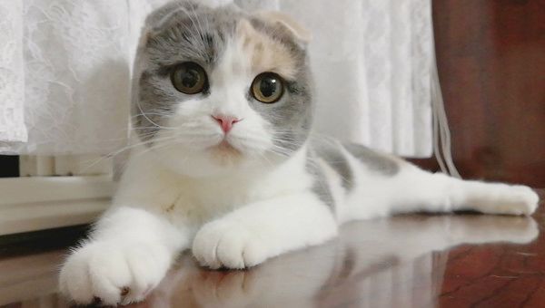 バランス感覚がすごい猫